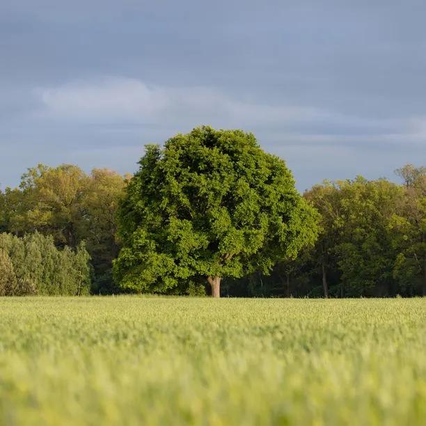 Mature Sessile Oak tree