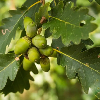 Sessile Oak Tree Acorns
