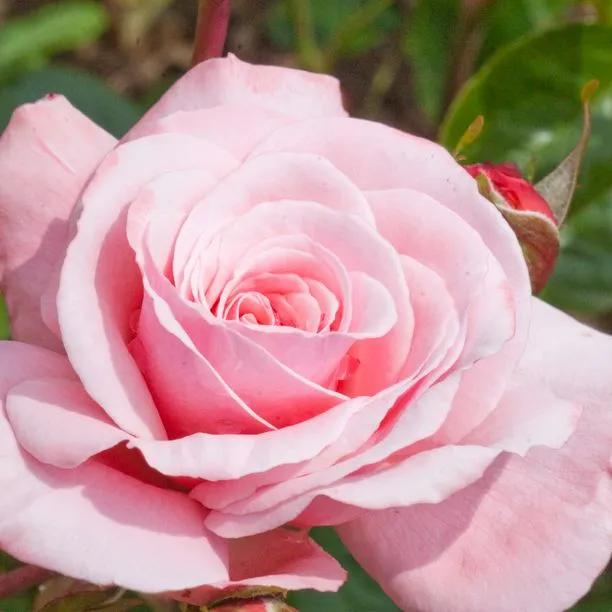 Sexy Rexy Rose – Soft Pink Cluster Floribunda to 1m