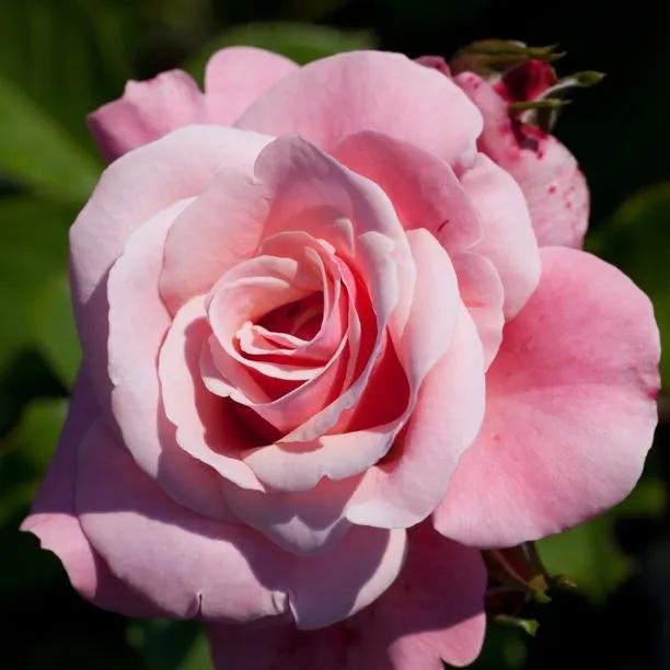 Sexy Rexy Rose – Soft Pink Cluster Floribunda to 1m