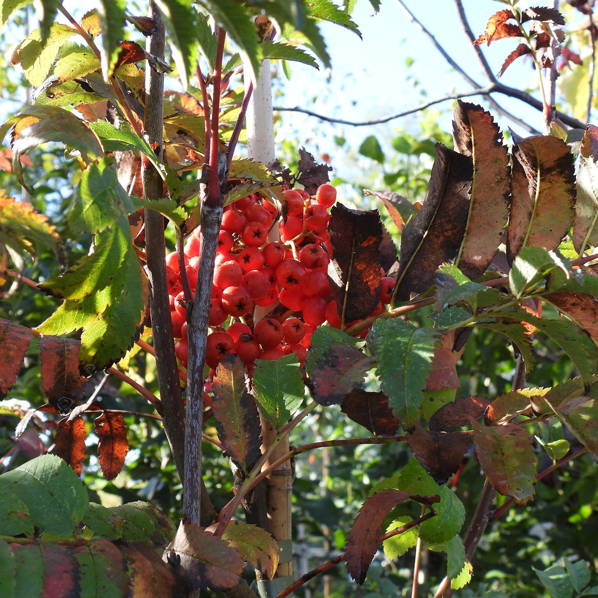 A cluster of ripe red berries growing on a leafy bush with green and brown autumn leaves in outdoor sunlight.