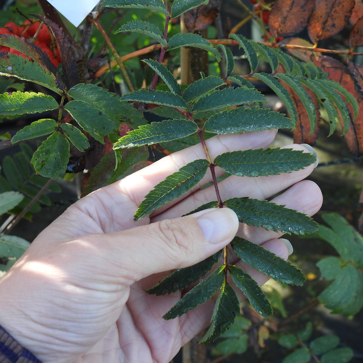 A close-up of a hand holding a green sheerwater seedling rowan leaf