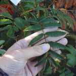 A close-up of a hand holding a green sheerwater seedling rowan leaf