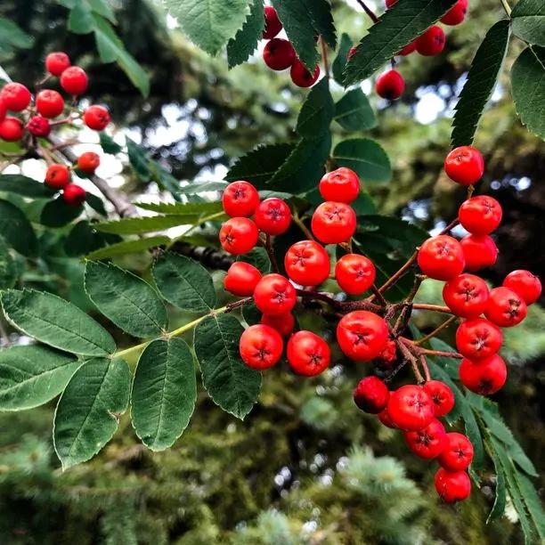 sheerwater seedling Rowan Berries