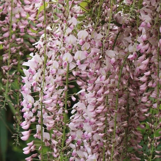 Showa-beni Wisteria – Unusual Pink Silky Scented Racemes