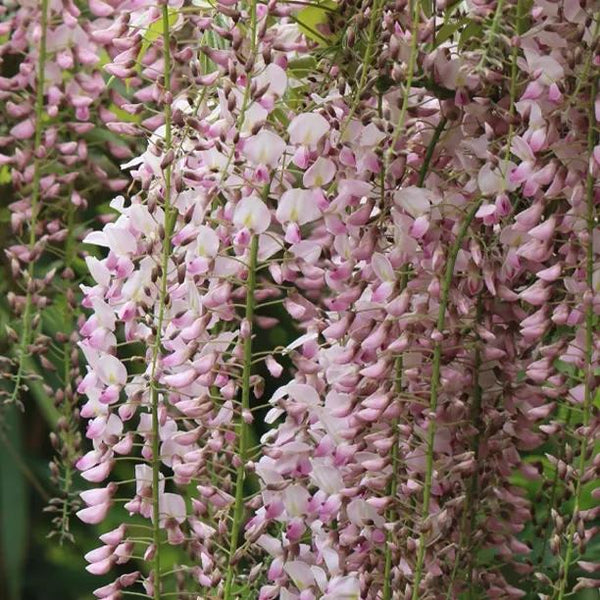 Showa-beni Wisteria – Unusual Pink Silky Scented Racemes