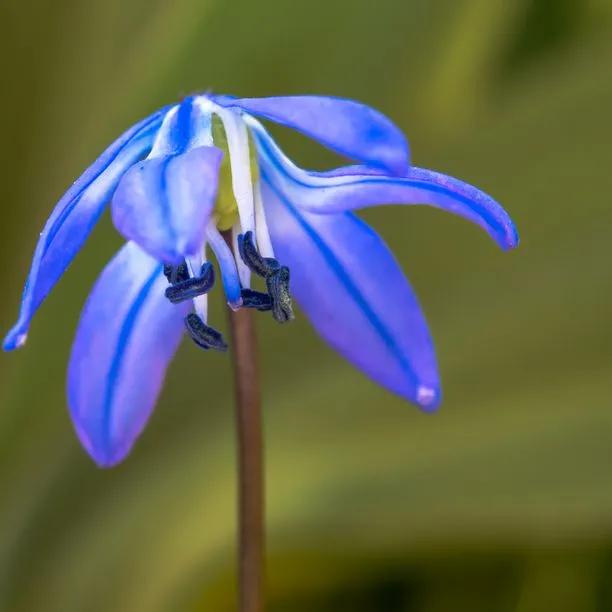 Siberian Squill Flowers