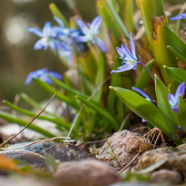 Siberian Squill Flowers