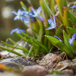 Siberian Squill Flowers