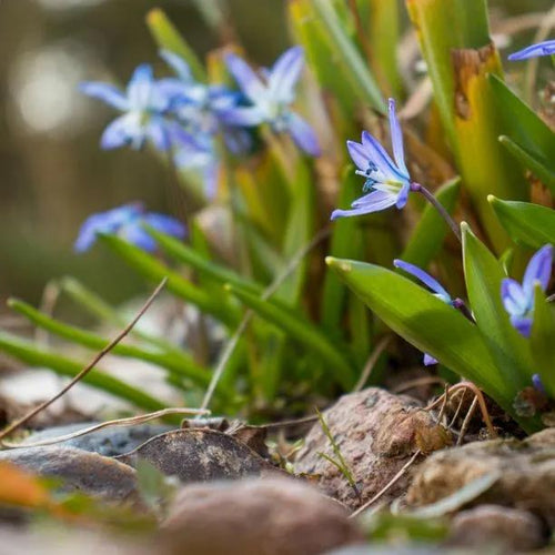 Siberian Squill Flowers