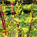 Sibirica Dogwood Bark and Leaves