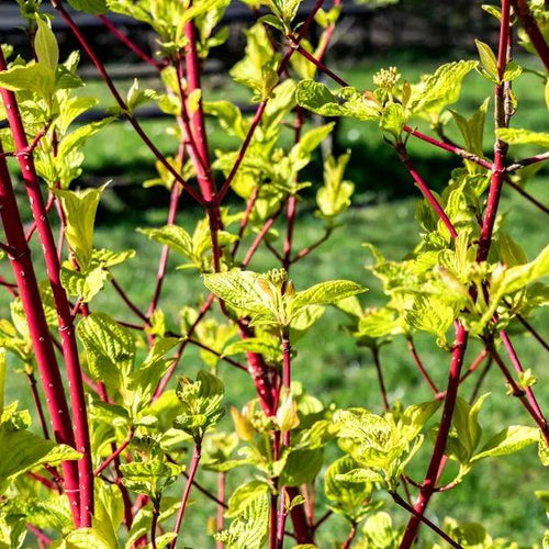 Sibirica Dogwood Bark and Leaves
