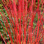 Sibirica Dogwood Winter Bark