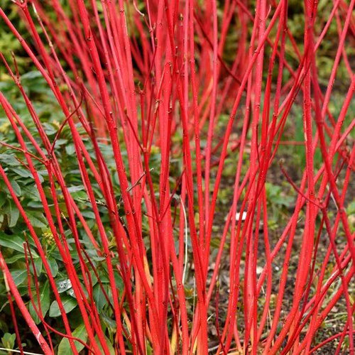 Sibirica Dogwood Winter Bark