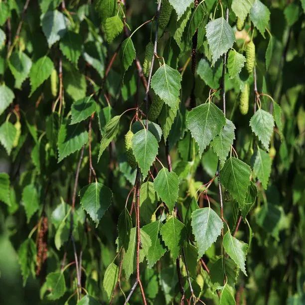 Silver Birch Leaves