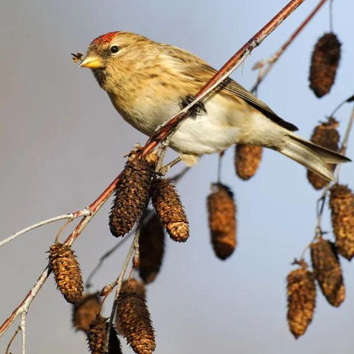 Silver Birch mature catkins with bird eating the seeds