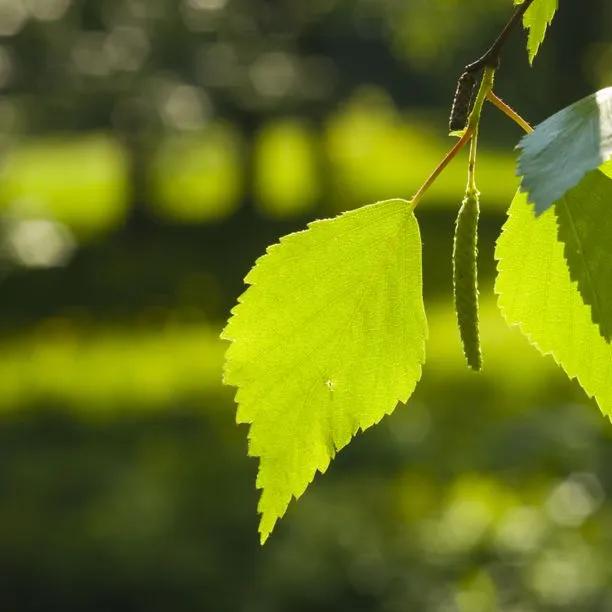 Silver Birch Leaves in Spring