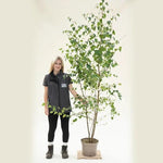 Silver Birch - Multi Stem Tree - 10 Litre Pot