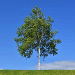 Mature Silver Birch tree