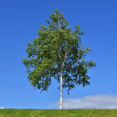 Mature Silver Birch tree