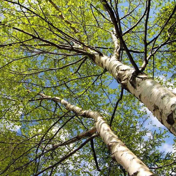 Silver Birch Trees in Spring