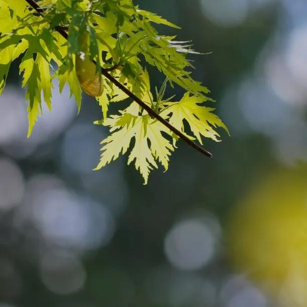 Silver Maple tree leaves showing distinctive pale green foliage and deeply lobed leaf shape on garden tree branch