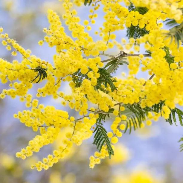 Silver Wattle / Mimosa Flowers