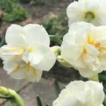 Sir Winston Churchill Daffodil Flowers