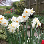 Sir Winston Churchill Daffodil Flowers