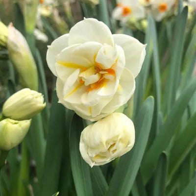 Sir Winston Churchill Daffodil Flowers