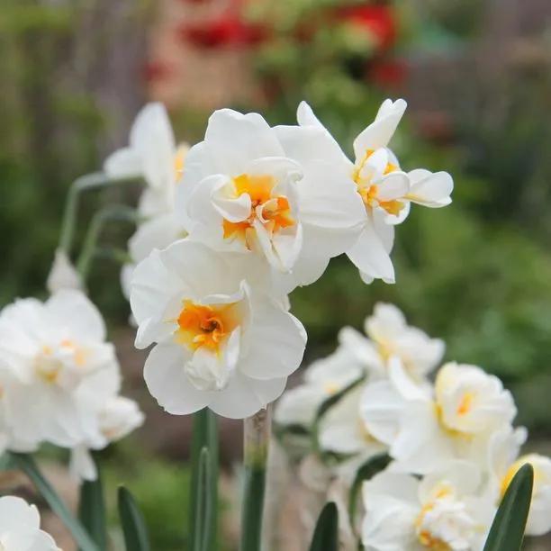 Sir Winston Churchill Daffodil Flowers