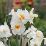 Sir Winston Churchill Daffodil Flowers