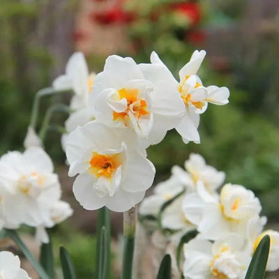 Sir Winston Churchill Daffodil Flowers