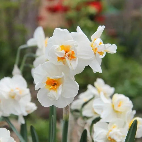 Sir Winston Churchill Daffodil Flowers