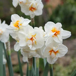 Sir Winston Churchill Daffodil Flowers