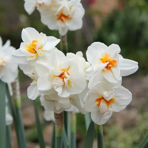 Sir Winston Churchill Daffodil Flowers