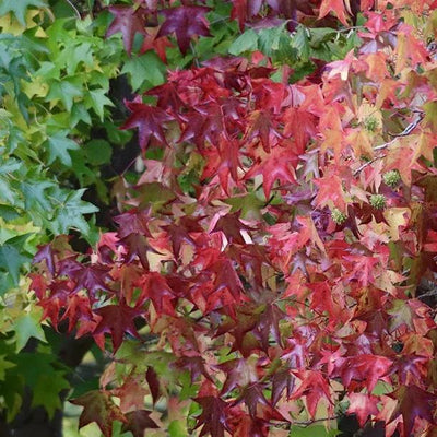 Slender Silhouette Liquidambar Leaves turning red