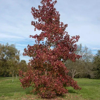 Mature Slender Silhouette Liquidambar Tree