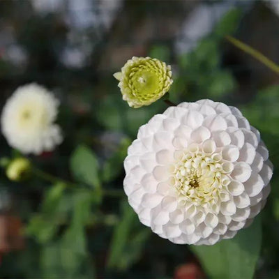 Small World Dahlia Flowers