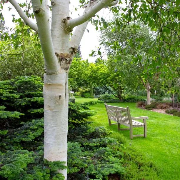 Mature Snow Queen Birch Bark