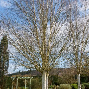 Mature Snow Queen Birch Trees in Winter