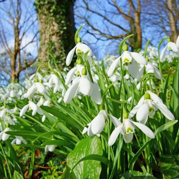 Snowdrop Flowers