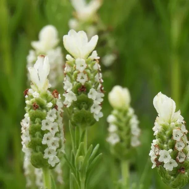 white lavender plants for sale uk Lavender Snowman – White French Butterfly Stoechas