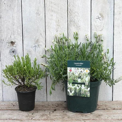 Snowman Lavender in p9  vs 1 litre pot