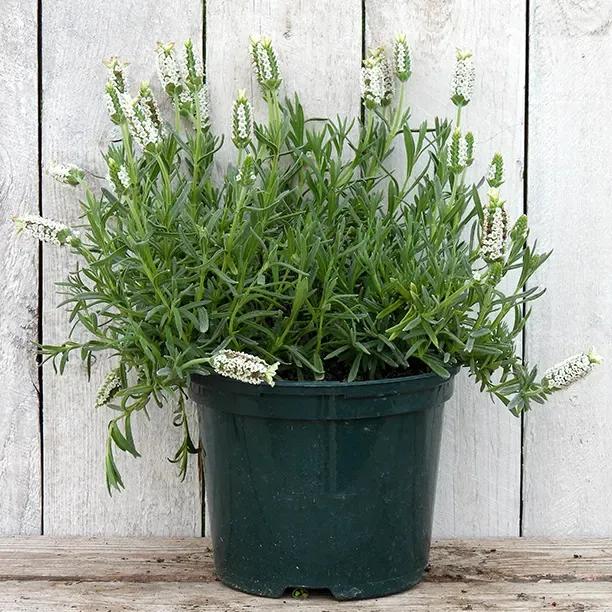 Snowman Lavender Plant in 2 Litre Pot