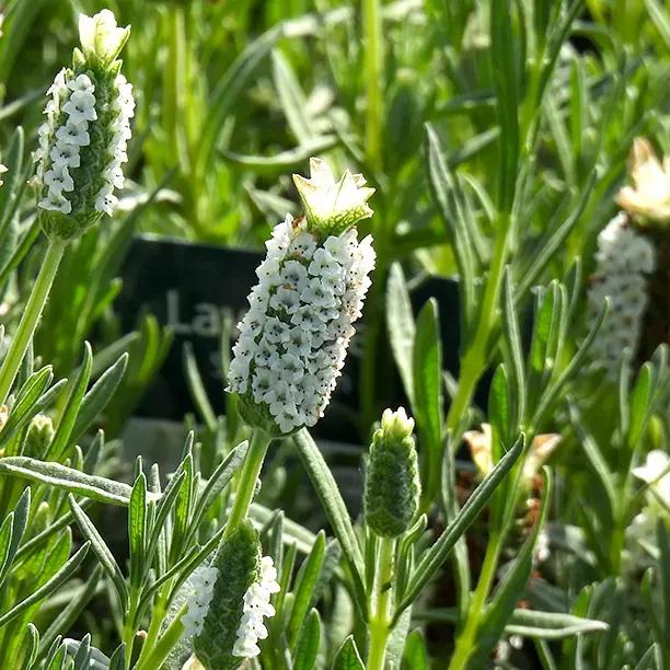 Snowman Lavender White Flower