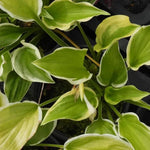 So Sweet Hosta Leaves