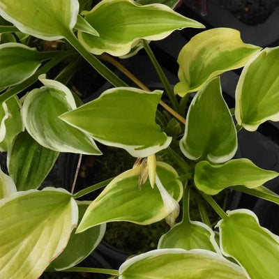 So Sweet Hosta Leaves