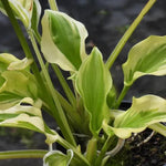 So Sweet Hosta Leaves