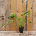 So Sweet Hosta Plant in 9cm pot